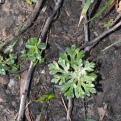 Actinotus helianthi (Flannel Flower) at Morton National Park - 18 Jun 2020 by plants