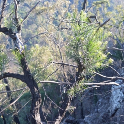 Persoonia linearis (Narrow-leaved Geebung) at Moollattoo, NSW - 18 Jun 2020 by plants