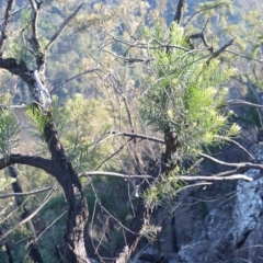 Persoonia linearis (Narrow-leaved Geebung) at Moollattoo, NSW - 18 Jun 2020 by plants