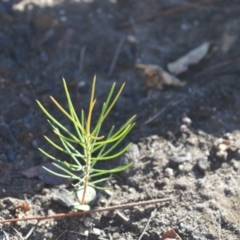 Hakea sericea (Needlebush) at Moollattoo, NSW - 18 Jun 2020 by plants