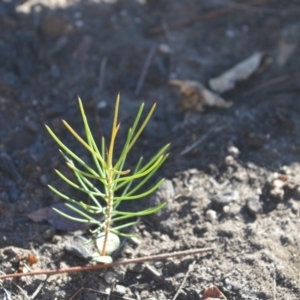 Hakea sericea at Moollattoo, NSW - 18 Jun 2020