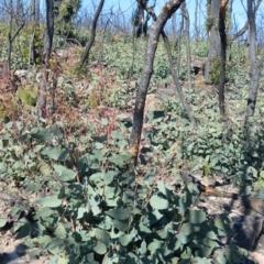 Corymbia eximia (Yellow Bloodwood) at Morton National Park - 18 Jun 2020 by plants