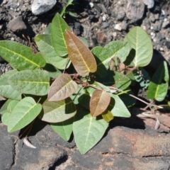 Hardenbergia violacea (False Sarsaparilla) at Moollattoo, NSW - 18 Jun 2020 by plants