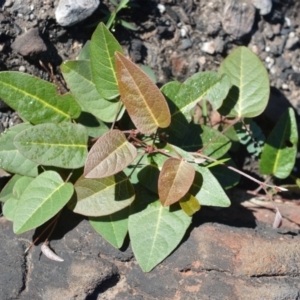 Hardenbergia violacea at Moollattoo, NSW - 18 Jun 2020
