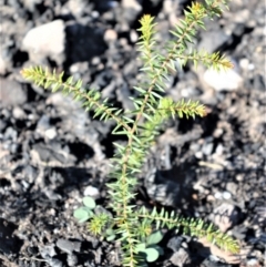 Acacia ulicifolia (Prickly Moses) at Morton National Park - 18 Jun 2020 by plants