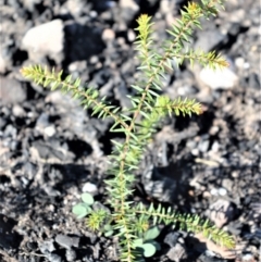 Acacia ulicifolia (Prickly Moses) at Moollattoo, NSW - 18 Jun 2020 by plants