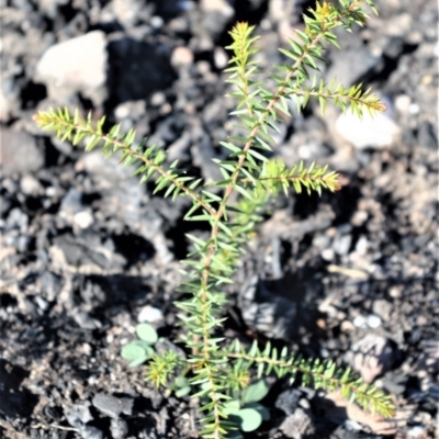 Acacia ulicifolia (Prickly Moses) at Morton National Park - 18 Jun 2020 by plants