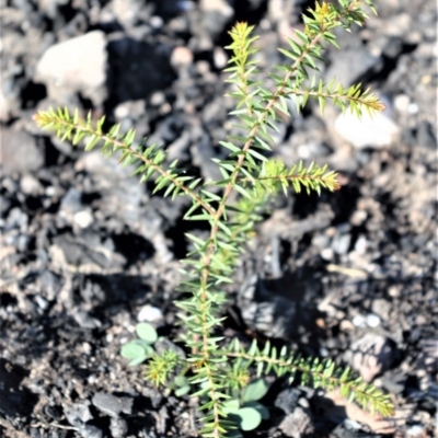 Acacia ulicifolia (Prickly Moses) at Moollattoo, NSW - 18 Jun 2020 by plants