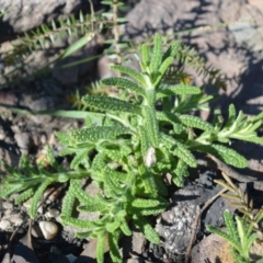 Chloanthes stoechadis at Moollattoo, NSW - 18 Jun 2020 by plants