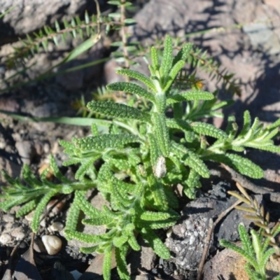 Chloanthes stoechadis at Moollattoo, NSW - 18 Jun 2020 by plants