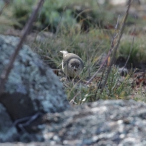 Acanthiza reguloides at Googong, NSW - 18 Jun 2020 12:38 PM