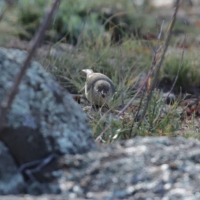 Acanthiza reguloides (Buff-rumped Thornbill) at Googong Foreshore - 18 Jun 2020 by RodDeb