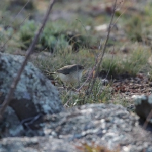 Acanthiza reguloides at Googong, NSW - 18 Jun 2020 12:38 PM