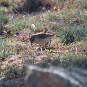 Acanthiza reguloides at Googong, NSW - 18 Jun 2020 12:38 PM