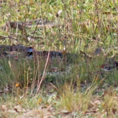 Stagonopleura guttata (Diamond Firetail) at Googong, NSW - 18 Jun 2020 by RodDeb