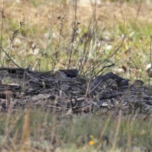 Stagonopleura guttata at Googong, NSW - 18 Jun 2020