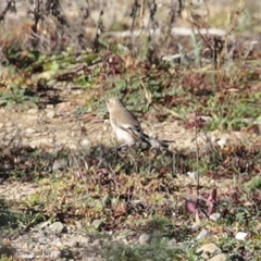 Petroica phoenicea (Flame Robin) at Googong Foreshore - 18 Jun 2020 by RodDeb