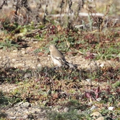 Petroica phoenicea (Flame Robin) at Googong, NSW - 18 Jun 2020 by RodDeb