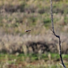 Petroica phoenicea at Googong, NSW - 18 Jun 2020