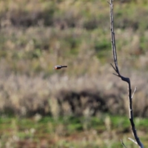 Petroica phoenicea at Googong, NSW - 18 Jun 2020