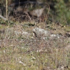 Petroica phoenicea at Googong, NSW - 18 Jun 2020