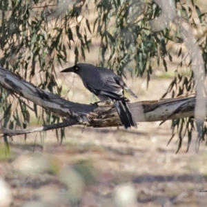 Strepera versicolor at Googong, NSW - 18 Jun 2020