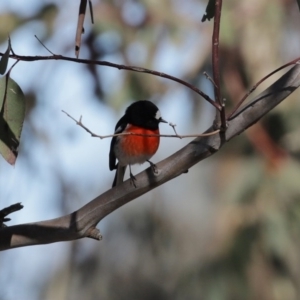 Petroica boodang at Googong, NSW - 18 Jun 2020