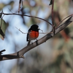 Petroica boodang (Scarlet Robin) at Googong, NSW - 18 Jun 2020 by RodDeb