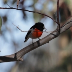 Petroica boodang at Googong, NSW - 18 Jun 2020 12:53 PM