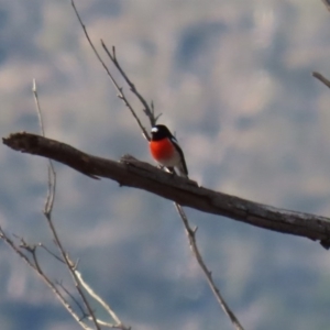 Petroica boodang at Googong, NSW - 18 Jun 2020 12:53 PM