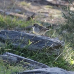 Aphelocephala leucopsis (Southern Whiteface) at Googong, NSW - 18 Jun 2020 by RodDeb