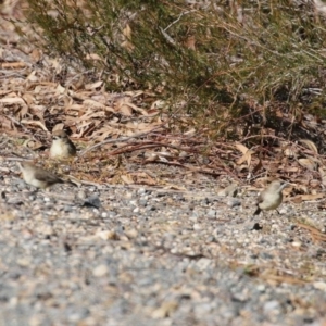 Aphelocephala leucopsis at Googong, NSW - 18 Jun 2020