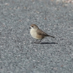 Aphelocephala leucopsis at Googong, NSW - 18 Jun 2020