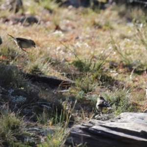 Aphelocephala leucopsis at Googong, NSW - 18 Jun 2020