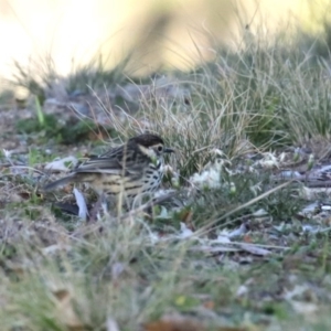 Pyrrholaemus sagittatus at Googong, NSW - 18 Jun 2020