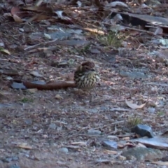 Pyrrholaemus sagittatus at Googong, NSW - 18 Jun 2020