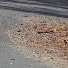 Pyrrholaemus sagittatus at Googong, NSW - 18 Jun 2020