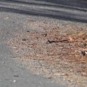 Pyrrholaemus sagittatus at Googong, NSW - 18 Jun 2020