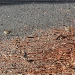 Pyrrholaemus sagittatus at Googong, NSW - 18 Jun 2020