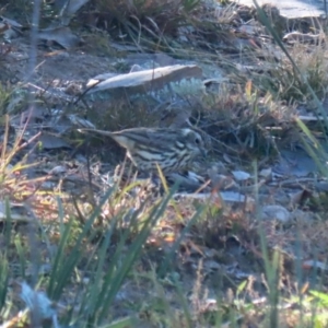 Pyrrholaemus sagittatus at Googong, NSW - 18 Jun 2020