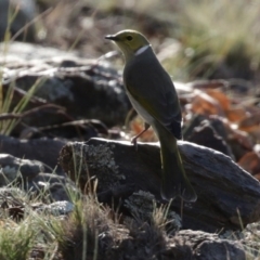 Ptilotula penicillata (White-plumed Honeyeater) at Googong, NSW - 18 Jun 2020 by RodDeb