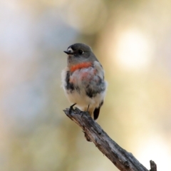 Petroica boodang (Scarlet Robin) at Wingecarribee Local Government Area - 20 Jun 2020 by Snowflake