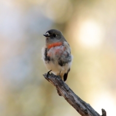 Petroica boodang (Scarlet Robin) at Morton National Park - 20 Jun 2020 by Snowflake