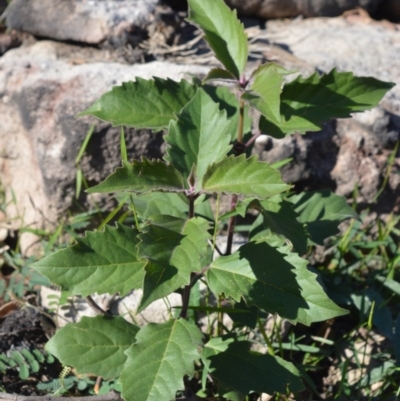 Clerodendrum tomentosum (Hairy Clerodendrum) at Morton National Park - 18 Jun 2020 by plants