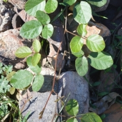 Kennedia rubicunda (Dusky Coral Pea) at Morton National Park - 18 Jun 2020 by plants