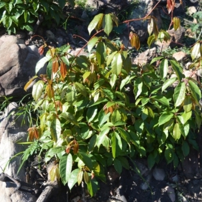 Cissus hypoglauca (Giant Water Vine) at Moollattoo, NSW - 18 Jun 2020 by plants