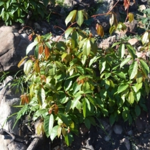 Cissus hypoglauca at Moollattoo, NSW - 18 Jun 2020