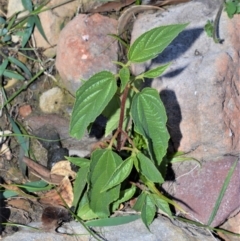 Trema tomentosa var. aspera (Native Peach) at Morton National Park - 18 Jun 2020 by plants