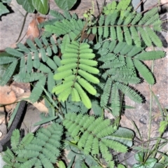 Acacia parvipinnula (Silver-stemmed Wattle) at Moollattoo, NSW - 18 Jun 2020 by plants