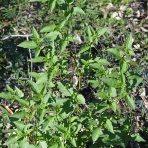 Solanum nodiflorum at Moollattoo, NSW - 18 Jun 2020